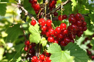 Frenk üzümü fotoğrafı. Yeşil yapraklı frenk üzümü bileşimi. Güneşte dut