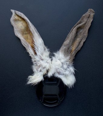 Mercek kapağında tavşan kulakları var..