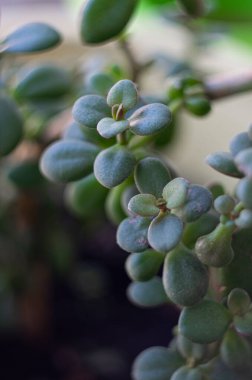 Bir çiçek, bulanık bir geçmişi olan bir para ağacı..