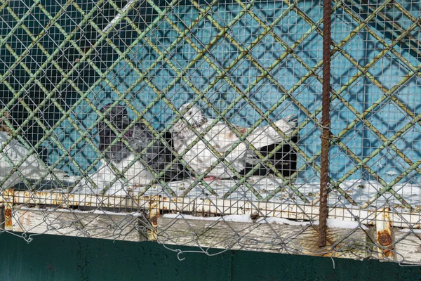 Güvercinler bir güvercin kümesinde üç parmaklık arkasında otururlar..