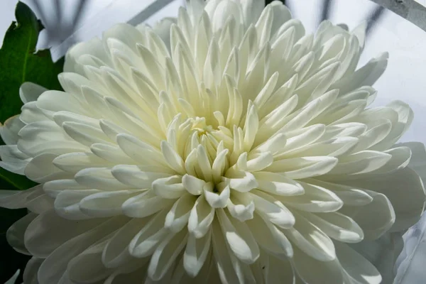 Beyaz kasımpatı güneşte yemyeşil olur..