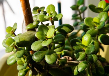 Para ağacı. Çiçek ailesi tolstyanka.