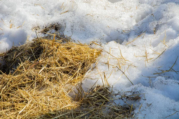 Erimiş beyaz kar üzerinde sarı saman.
