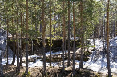 Erimiş karla kayalıklarda çam ağaçları.