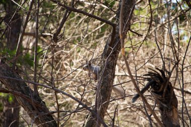 A gray squirrel peeks out from behind a branch.