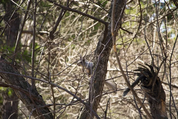 A gray squirrel peeks out from behind a branch.