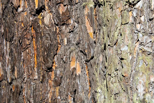 Big old pine bark on the whole background.