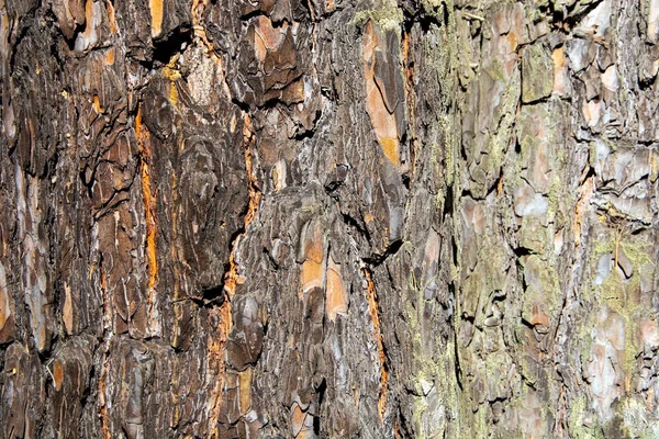 Big Old Pine Bark Whole Background — Stok fotoğraf