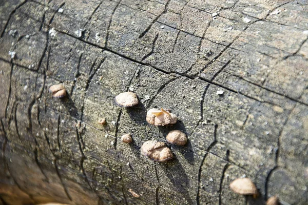Old Cracked Wood Fungus — 스톡 사진
