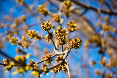 Ağacın dallarında yapraklar açar.