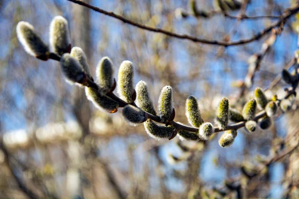 Willow Branch Blue Sky — Stock Photo, Image