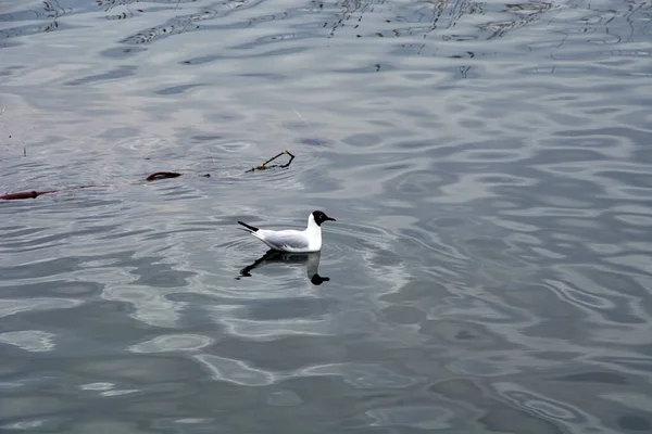 Biała Mewa Pływa Jeziorze — Zdjęcie stockowe
