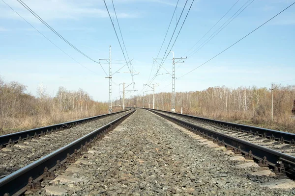 Demiryolu rayları, ormanın derinliklerine giden raylar.