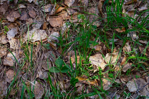 Orman çimleri, çimenler ve kurumuş huş yaprakları..
