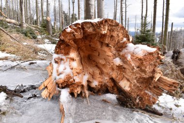 Ulusal park Harz. Doğanın gizemli gücü..