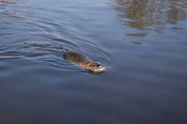 Almanya, Saalfeld 'de misk faresi fotosezyonu. Misk faresi eğleniyor. Nr. 18.
