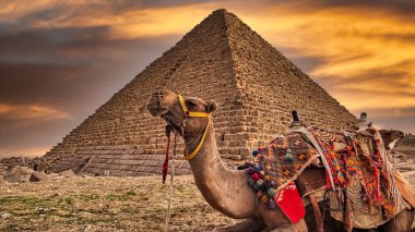 Mısır 'da Büyük Giza Piramidi yakınlarında bir deve.