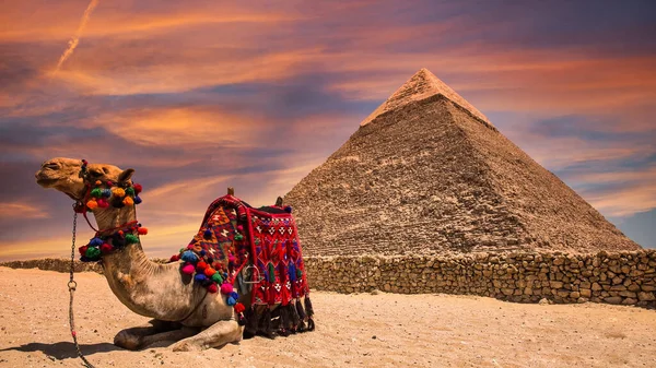 Wielbłąd Pobliżu Wielkiej Piramidy Gizie Egipcie — Zdjęcie stockowe
