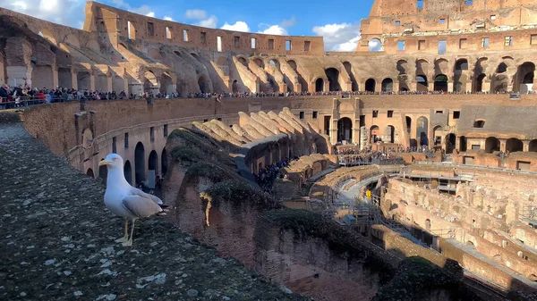 Racek Koloseu Troskami Slavného Římského Fóra Římě Itálie — Stock fotografie