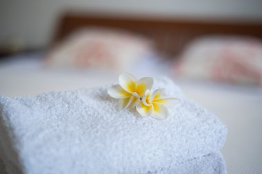 Frangipani çiçek yatakta