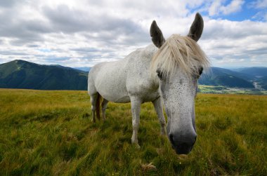 Tek at yakın çekim