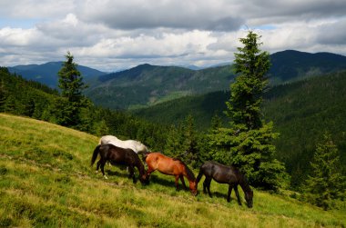 Dört dağ at otlatma
