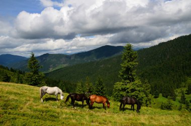Dört dağ at otlatma