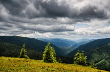 Zümrüt dağ çam ağaçları