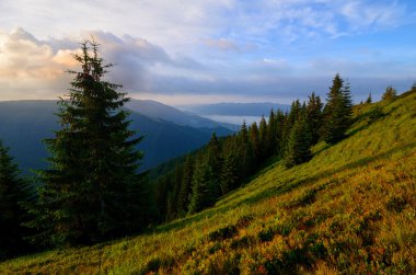 Dağ yamacı çam gündoğumu