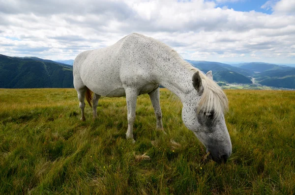 Enkelt hest tæt på - Stock-foto