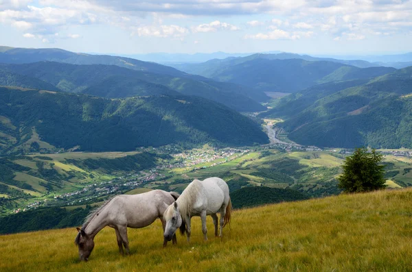 Два коні випасу худоби — стокове фото