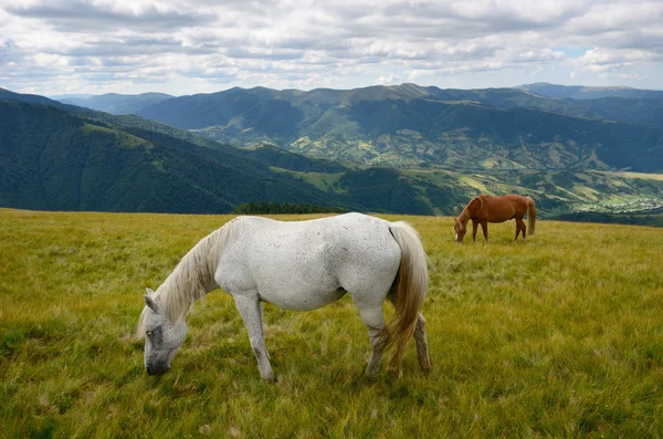 Dwa konie wypas — Zdjęcie stockowe