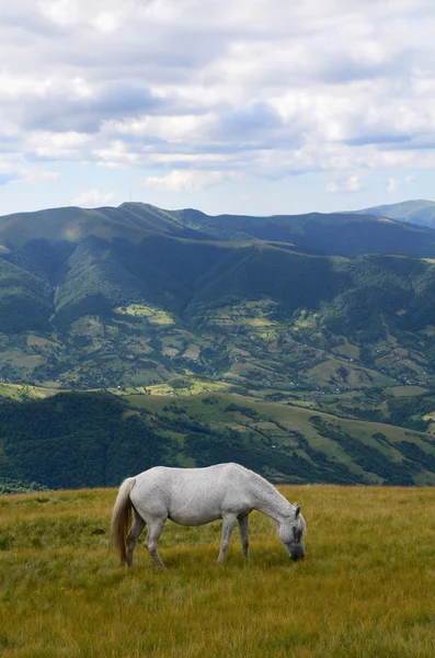 Één paard in Bergen — Stockfoto