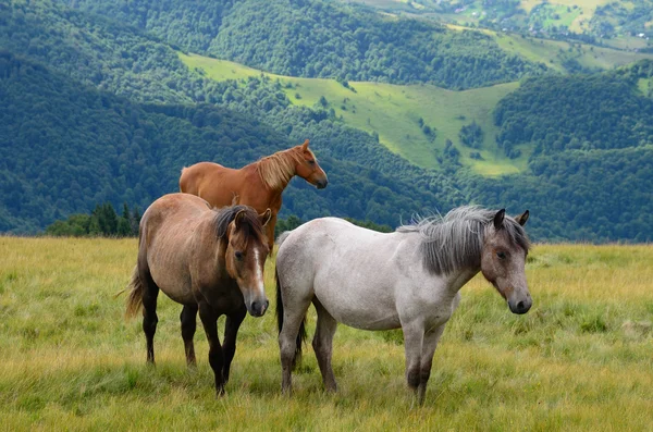 Drie paarden in Bergen — Stockfoto