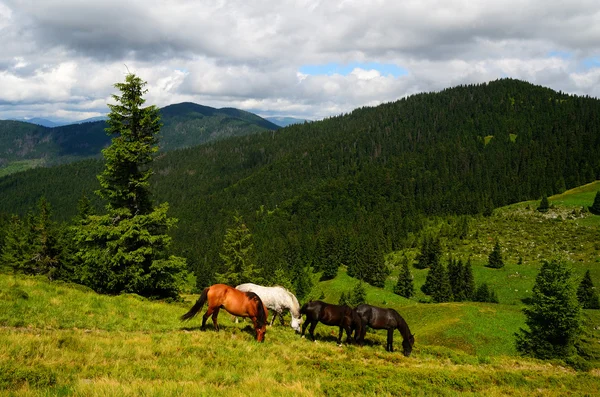 Чотири гірські коні — стокове фото