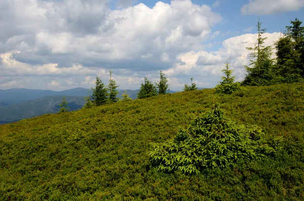 Blueberry bushes on mountains — Stock Photo, Image