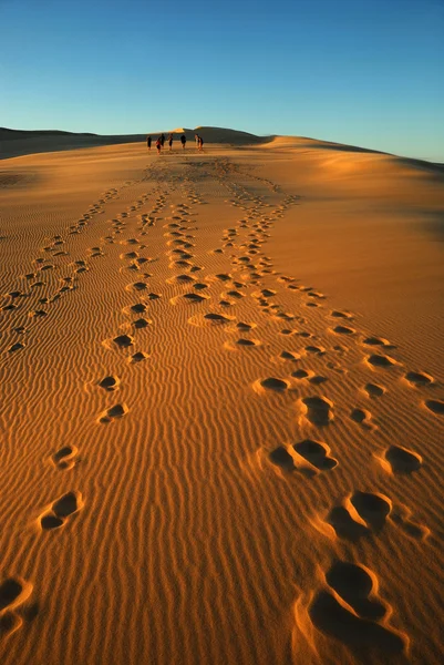 Group in desert — Stock Photo, Image