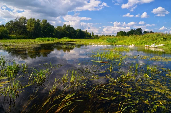 Oies sur la rivière — Photo