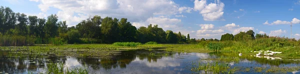 Oche sul fiume — Foto Stock