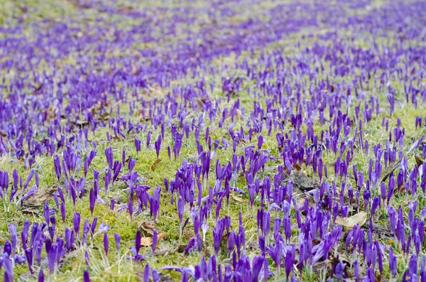 Purple crocus field — Stock Photo, Image