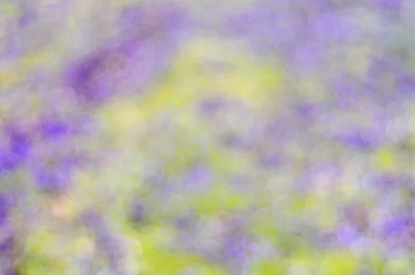 Primavera púrpura fondo verde —  Fotos de Stock
