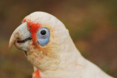 küçük corella