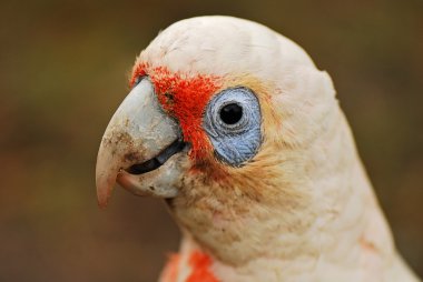 küçük corella