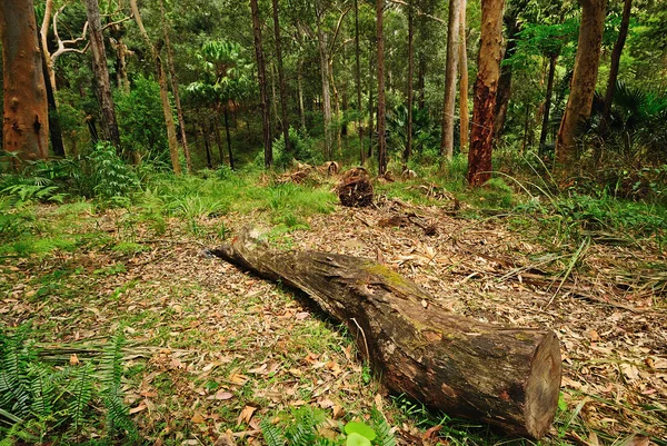 Australischer Wald — Stockfoto