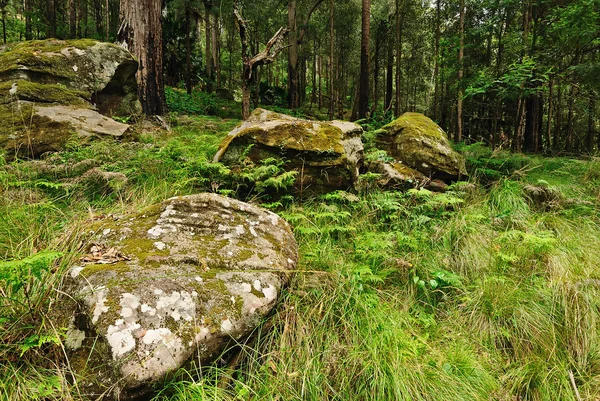 Bosque australiano — Foto de Stock