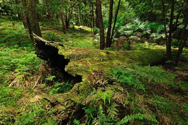 Avustralya orman — Stok fotoğraf