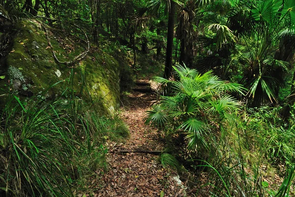 Bosque australiano — Foto de Stock