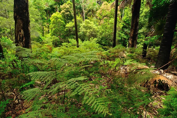 Australiska forest — Stockfoto