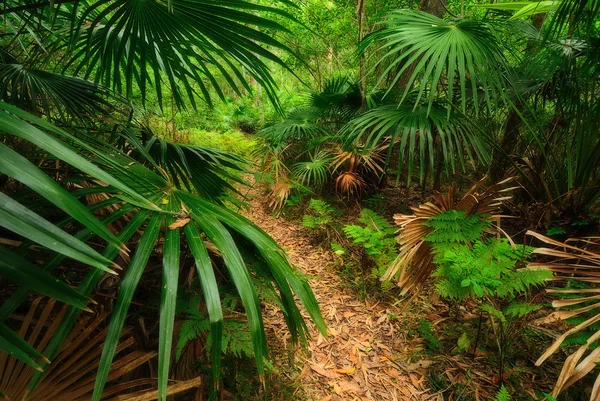 Bosque australiano — Foto de Stock