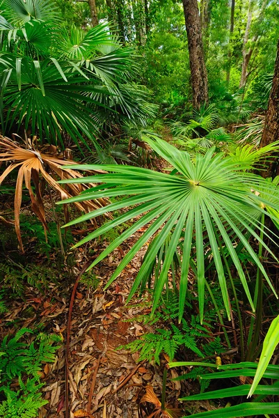 Australiska forest — Stockfoto